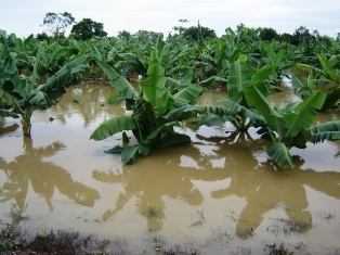 Resultado de imagen para bananos inundados