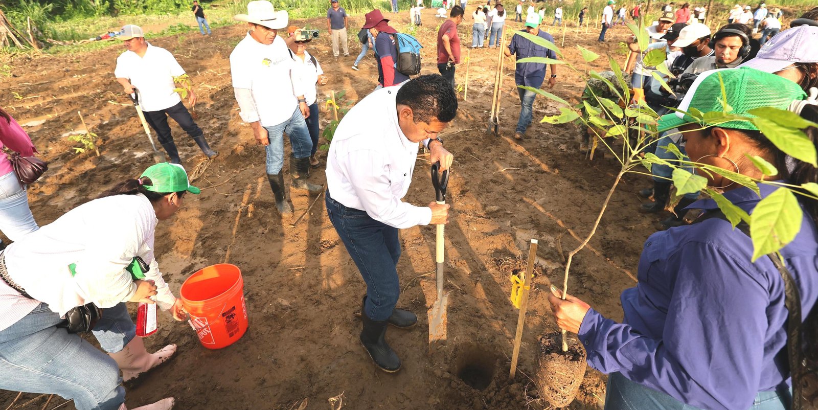 Pueblo y Gobierno de Tabasco reforesta con éxito: superan los 2.4 millones de árboles.