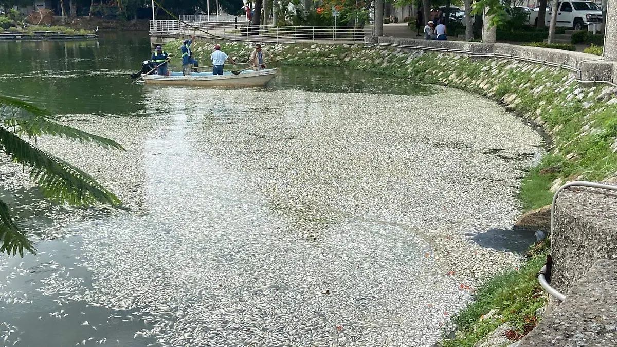 Tres toneladas de peces muertos retiran de la Laguna de las Ilusiones