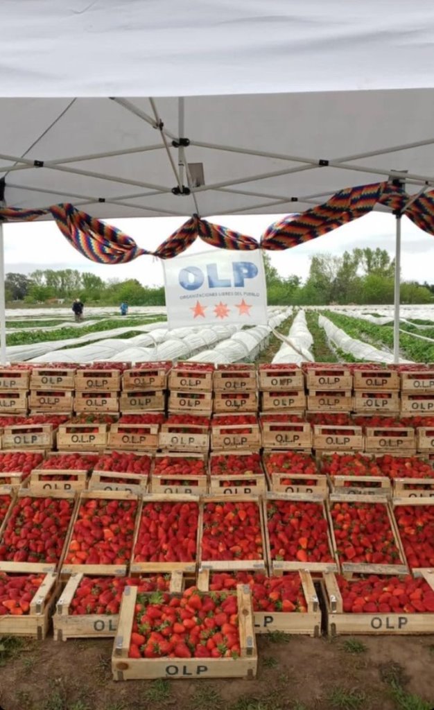 Sheinbaum por recuperar autosuficiencia en arroz y frijol