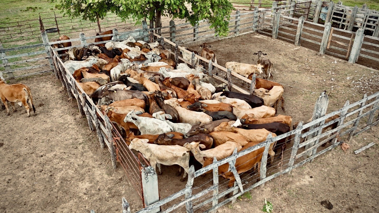 A un año, Gobierno del Pueblo transforma el campo tabasqueño: "Programas son realidad"