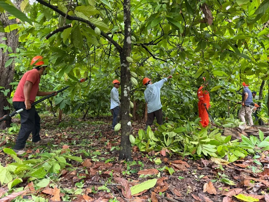 Inician poda sanitaria de cacao en 345 hectáreas de Comalcalco