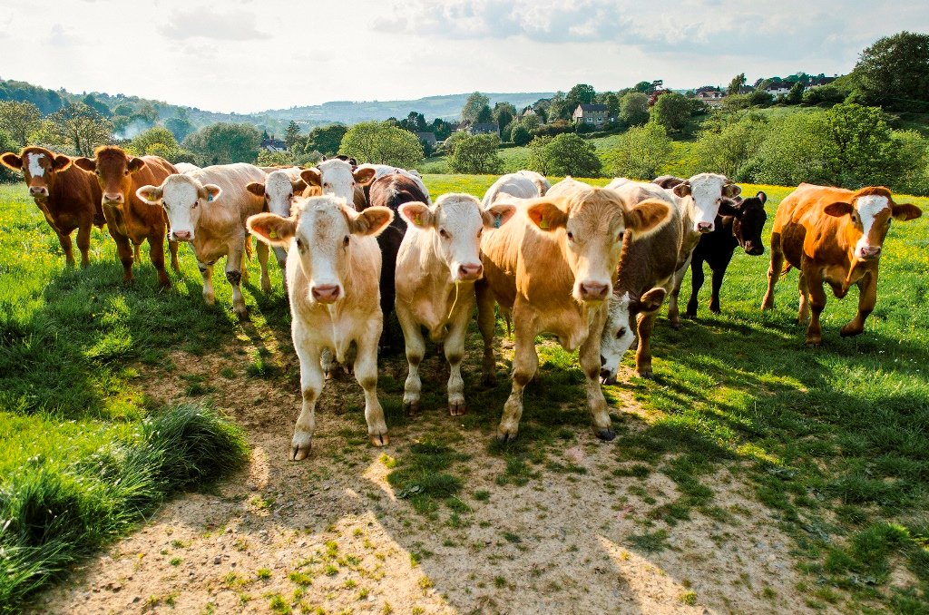 Gusano barrenador en ganado no afecta el consumo de carne