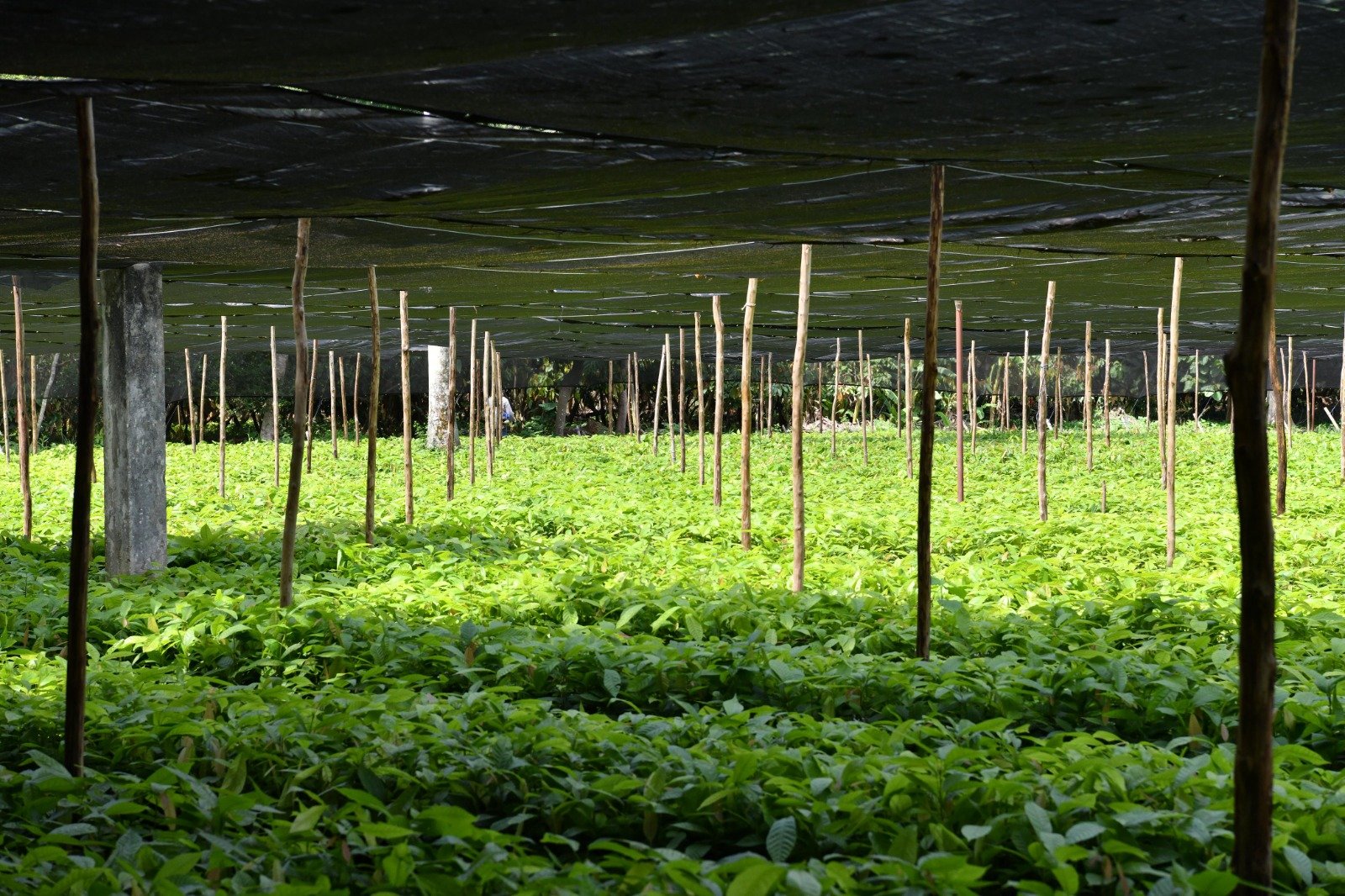 SEDAP convoca a Jornada de Reforestación en Tabasco