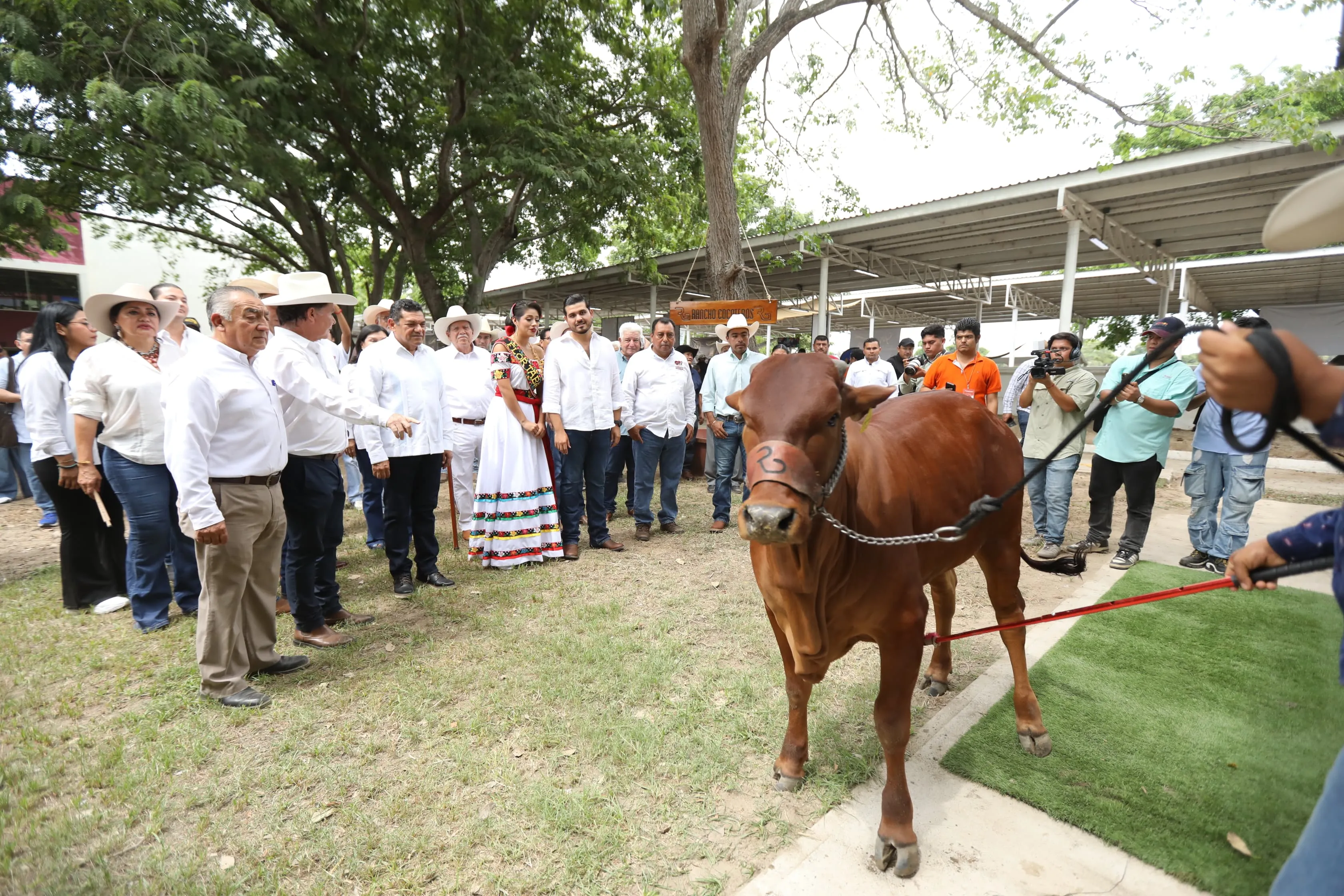 Cuarta Muestra Mexicana de Cebú impulsa la actividad agropecuaria de Tabasco