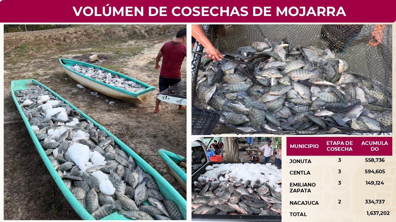 Crédito ganadero y Pescando Vida reportan avances en Tabasco