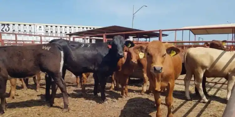 EU reabrirá frontera a ganado mexicano tras avances contra gusano barrenador