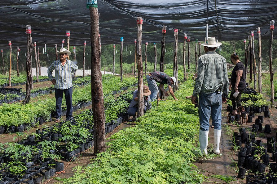 Beneficiarios destacan empleo y cultivos sanos con Sembrando Vida
