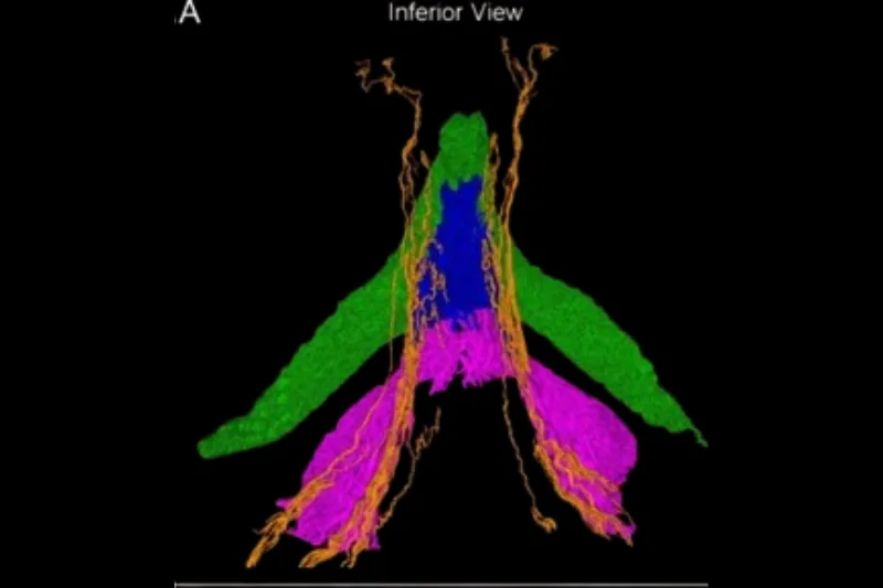 Primer mapa 3D de nervios del clítoris cambia la medicina y las cirugías