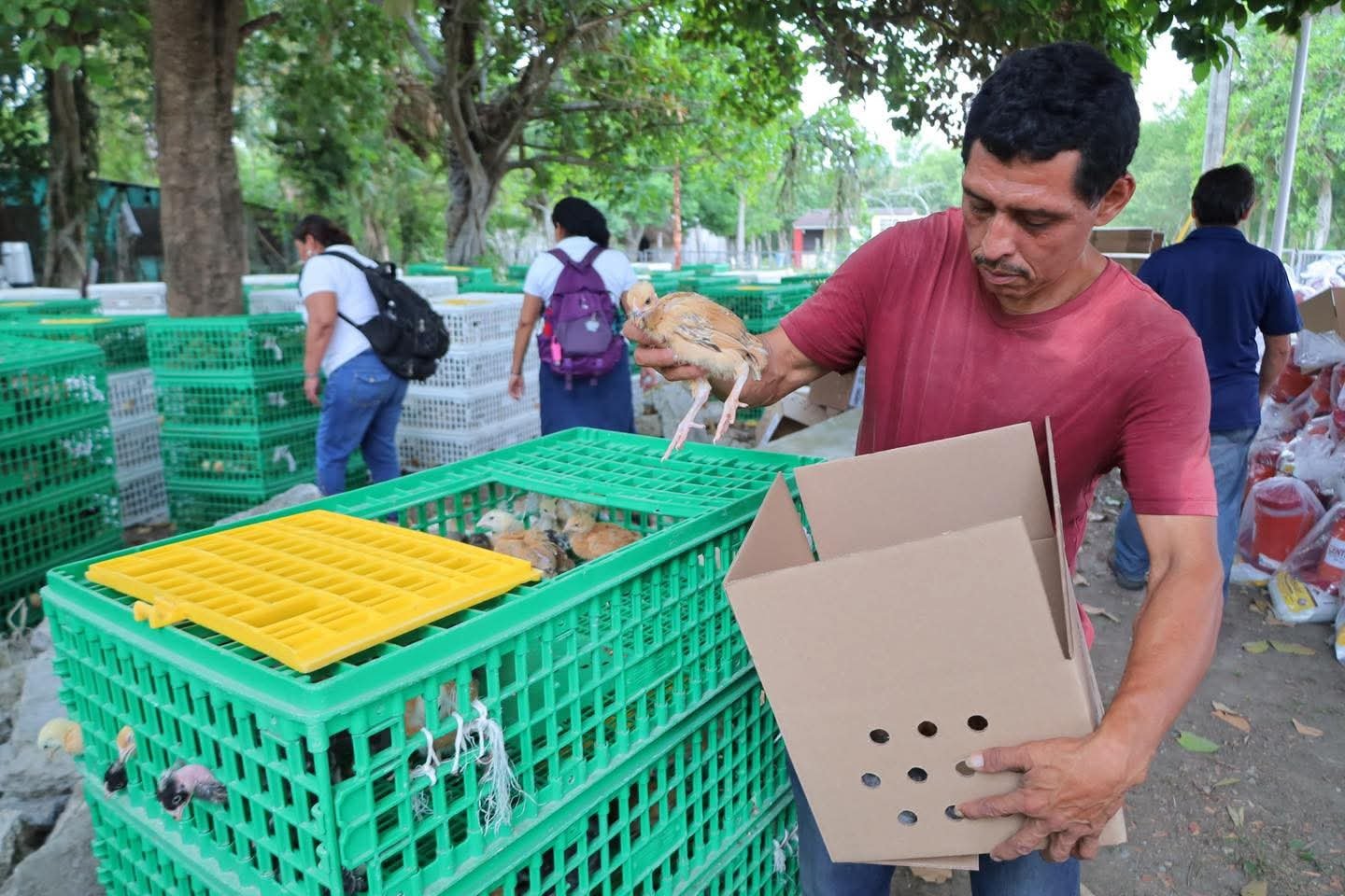 Entrega Centro 1,250 paquetes de pollitas ponedoras en Tocoal