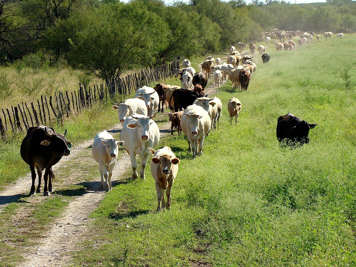 Gusano barrenador dispara 1,000% los costos ganaderos