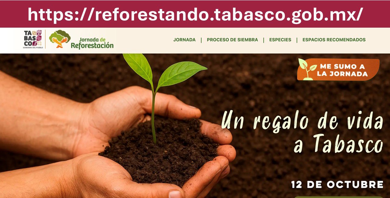 Tabasco iniciará jornada de reforestación con meta de 2.4 millones de árboles