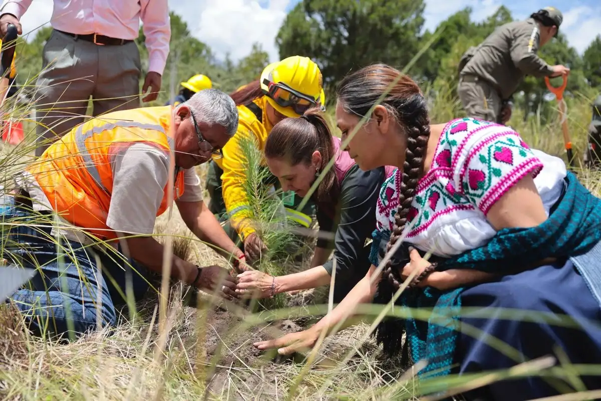 Sheinbaum lanza jornada para plantar 6.6 millones de árboles y propone renombrar el Paso de Cortés
