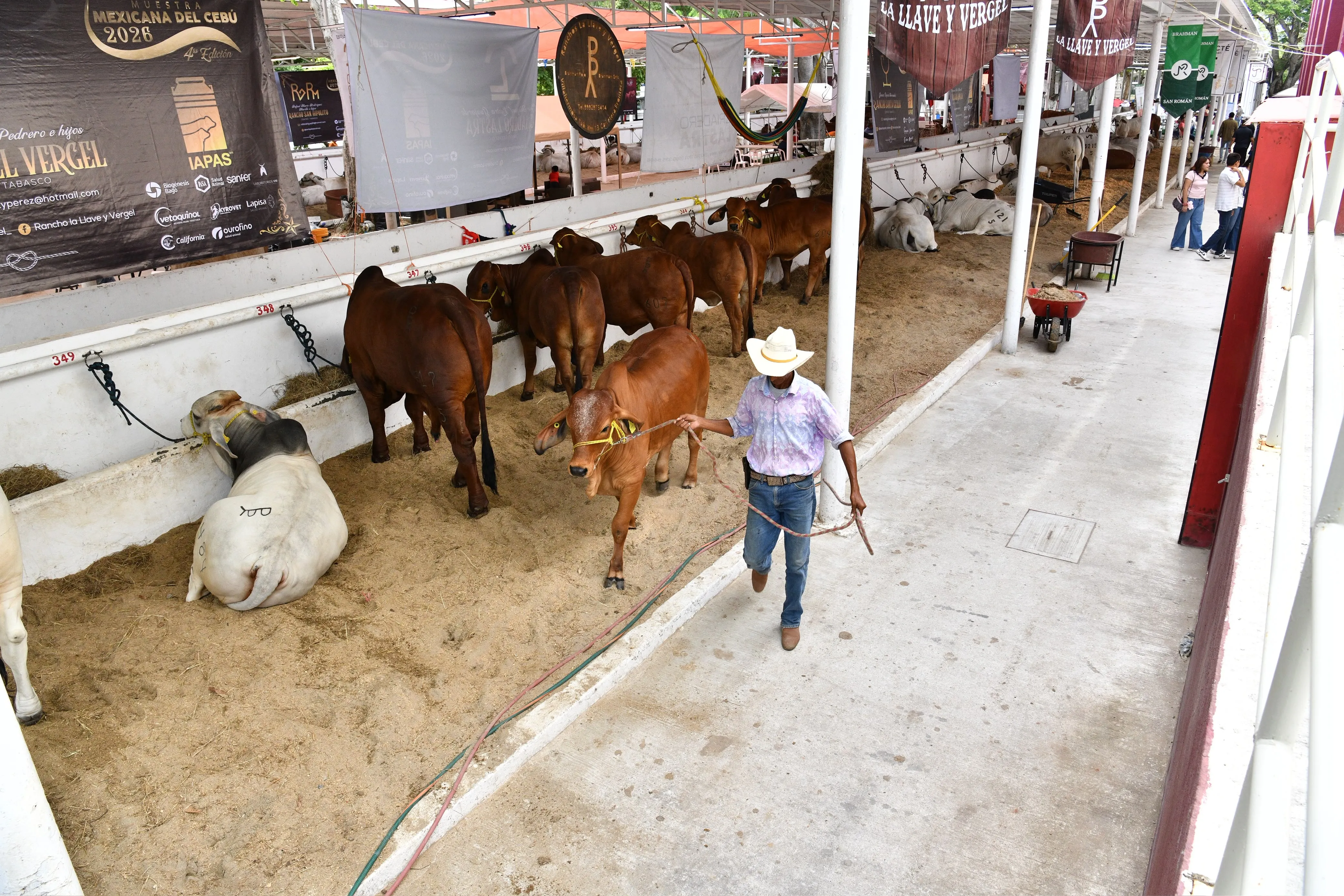 Juzgamientos de razas cebuínas arrancan este lunes en la Muestra Mexicana del Cebú en Tabasco
