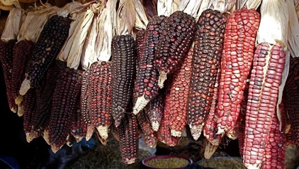 Claudia publica iniciativa contra la siembra de maíz transgénico