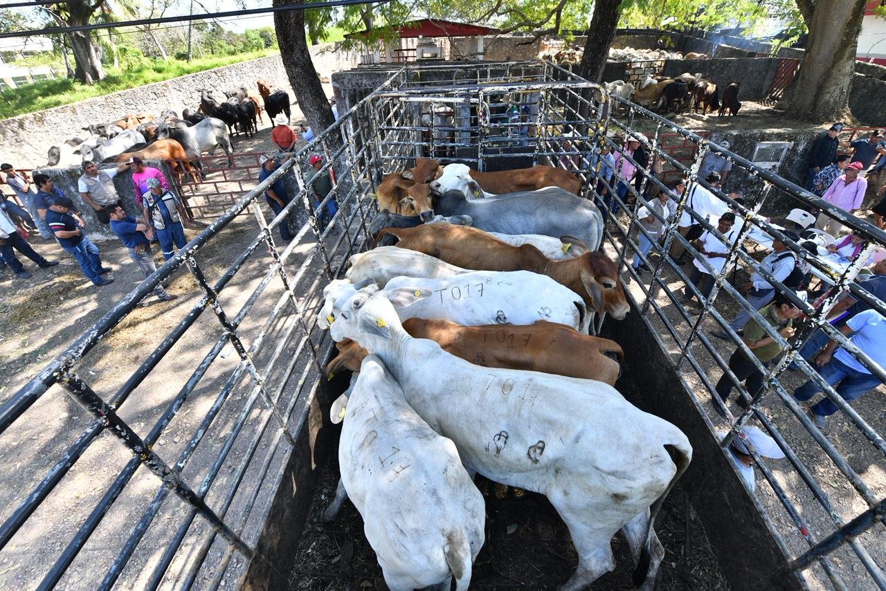Impulsan repoblación ganadero en zonas críticas de Tabasco