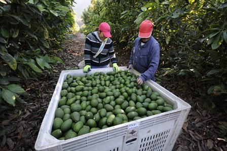 Dos caras del “oro verde”: EU consolida consumo de aguacate y México afronta las consecuencias