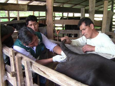Ponen en marcha Campaña de Barrido Sanitario contra la Tuberculosis Bovina