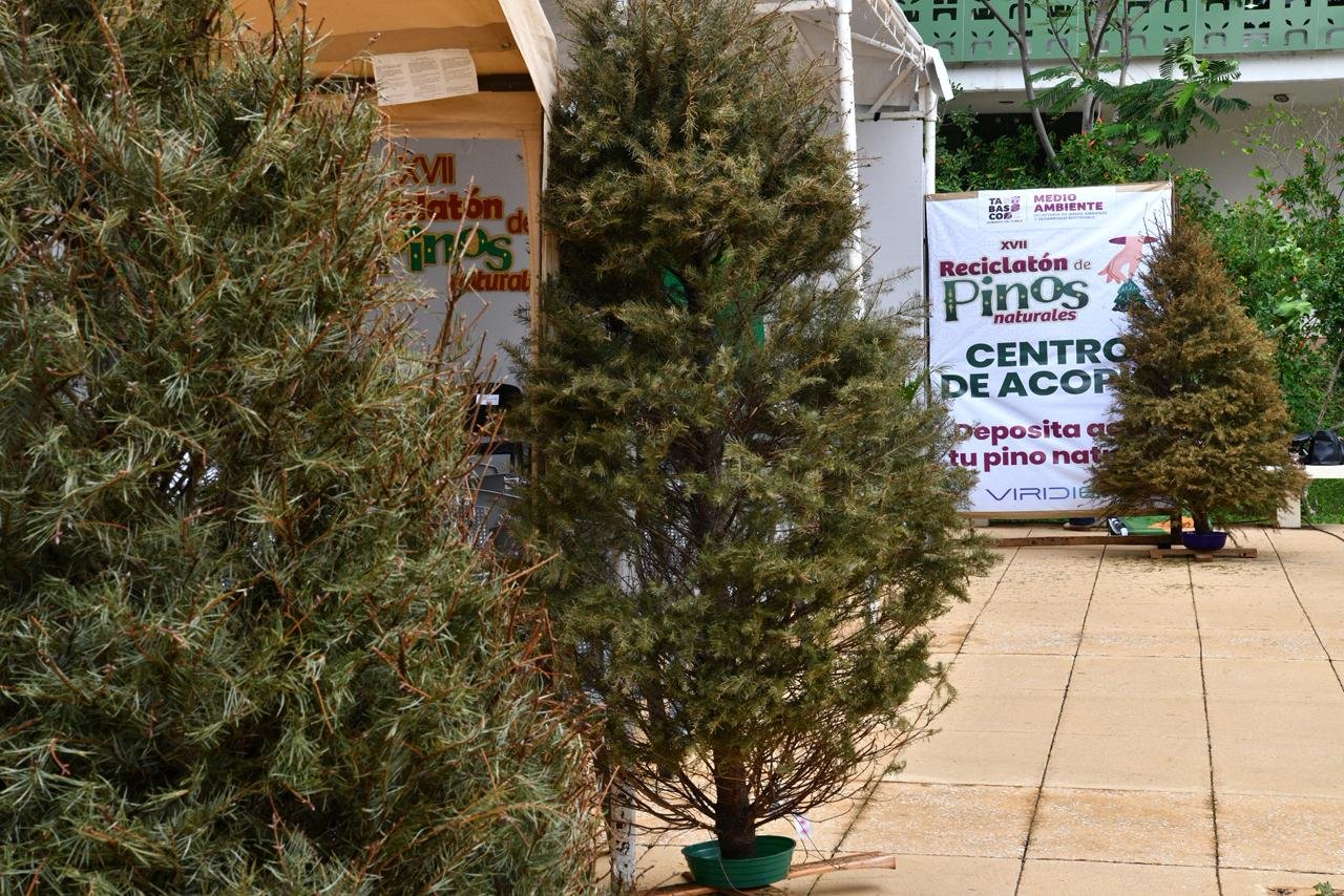 SEMADES inicia Reciclatón de Pinos; buscan recolectar 1,600 ejemplares