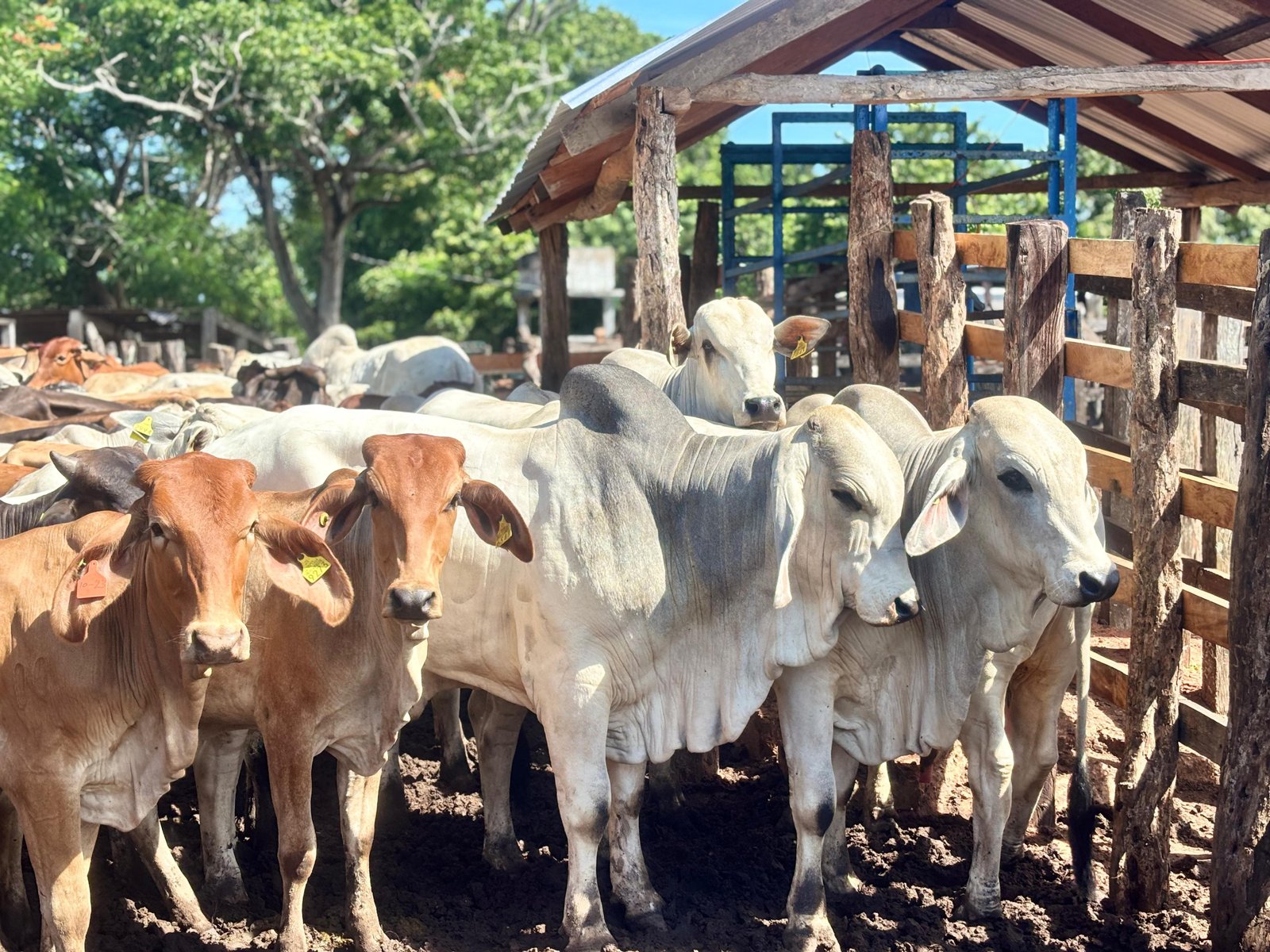 Avanza Crédito Ganadero a la Palabra para 710 familias productoras de Macuspana y Emiliano Zapata