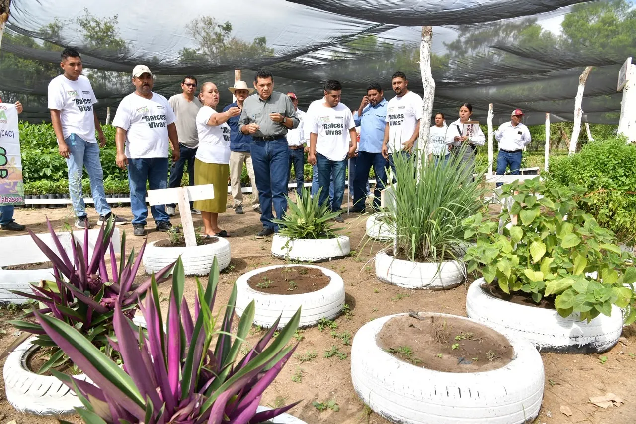 Sembrando Vida Tabasco busca que cada parcela genere más de 200 mil pesos al año