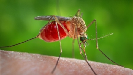 Alerta en AL un virus poco conocido que se contagia por la picadura de mosquitos