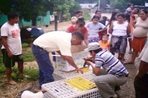 Entregan 3,300  pollitas ponedoras a  33 grupos en Tenosique