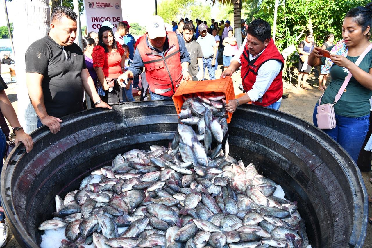 Éxito en la primera cosecha de Pescando Vida: Desarrollo y producción en Jonuta
