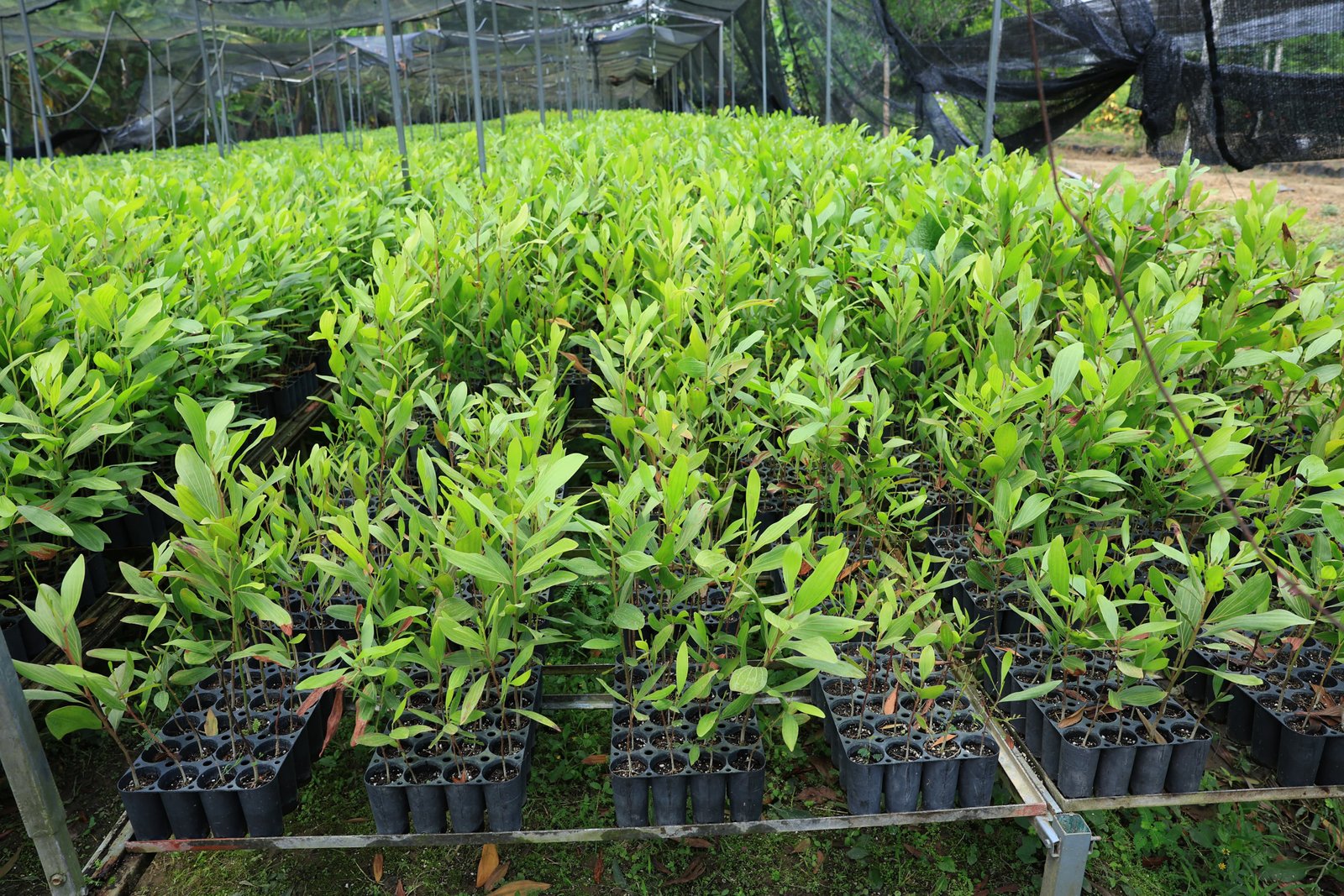 Tabasco distribuirá un millón de plantas de cacao a productores