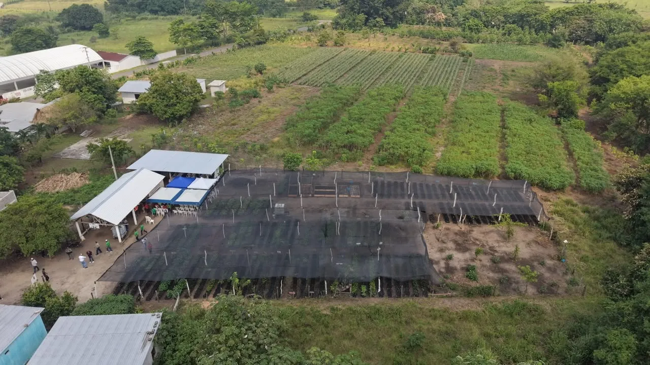 De parcelas enmontadas a campos cultivados de árboles frutales y maderables, con Sembrando Vida el Edén florece
