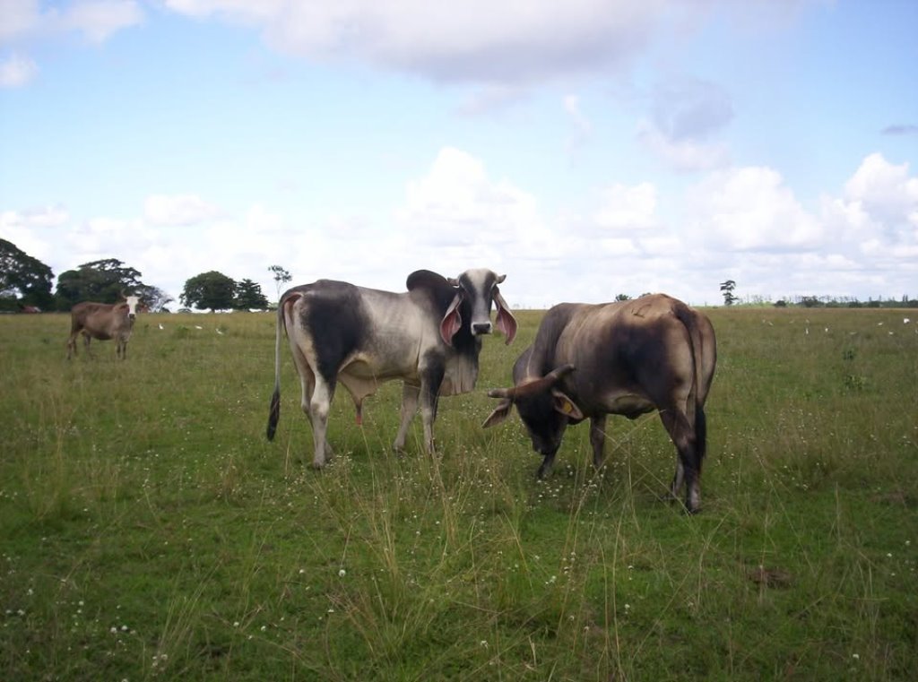 Detectan 4 casos de gusano barrenador en humanos 