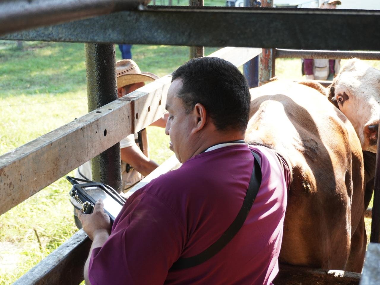 Inicia SEDAP diagnóstico de preñez del Crédito Ganadero en Macuspana