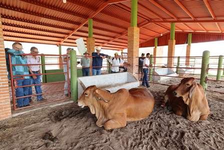Ganaderos de Huimanguillo no están solos, asegura el Gobierno del Pueblo 