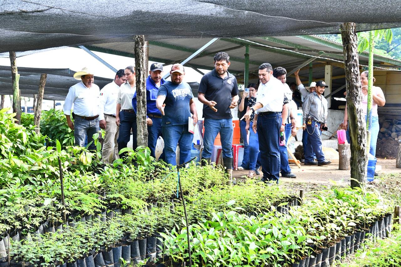 Anuncia el Gobernador que Sembrando Vida Tabasco contará con 1,200 mdp en 2026