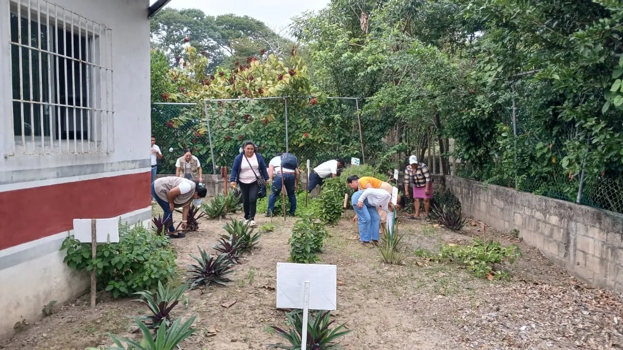 Plantas medicinales de Sembrando Vida reemplazan cirugía en comunidad de Centla