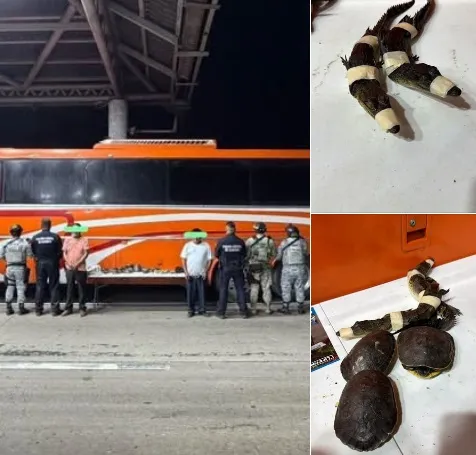 Detienen a dos por transportar cocodrilos y tortugas en autobús entre Tabasco y Veracruz