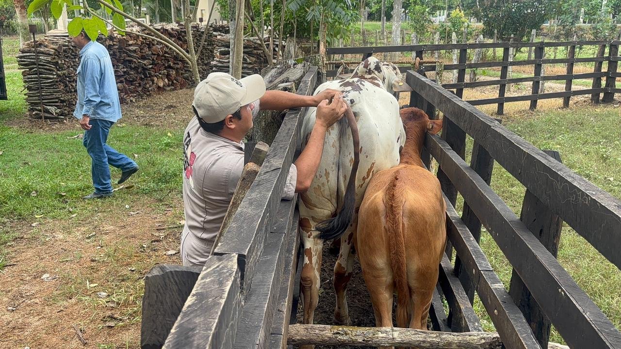 Jalpa logra cero casos de tuberculosis bovina en barrido sanitario