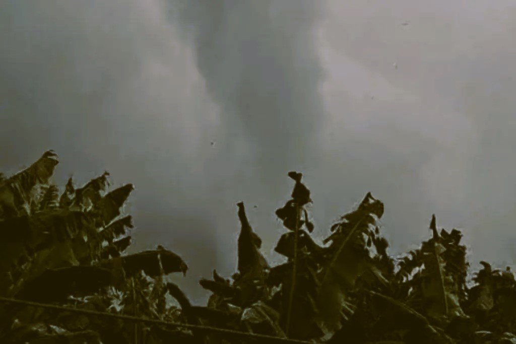 Torbellino daña cultivos de plátano en Teapa