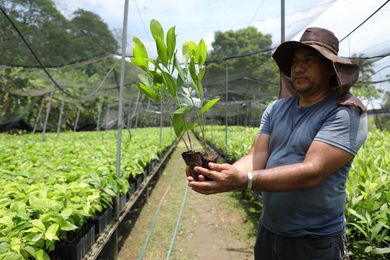 Inicia distribución de plantas de cacao para 30 mil hectáreas en Tabasco