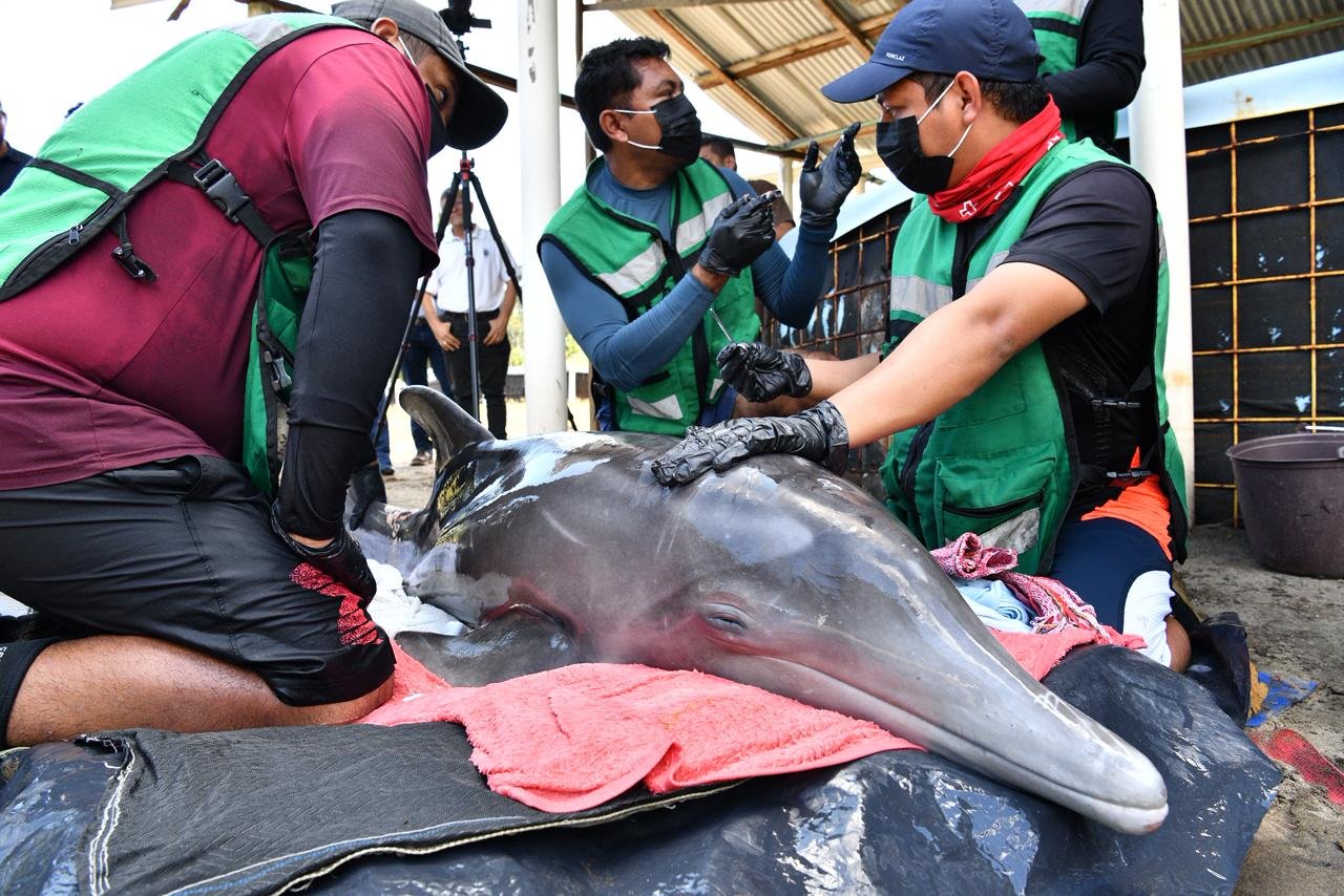 "SEMADES da seguimiento a salud de delfín localizado en Centla"