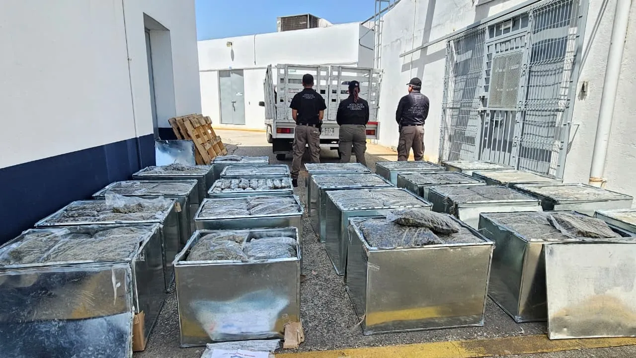 FIRT Olmeca da golpe al narco: aseguran 600 kg de marihuana