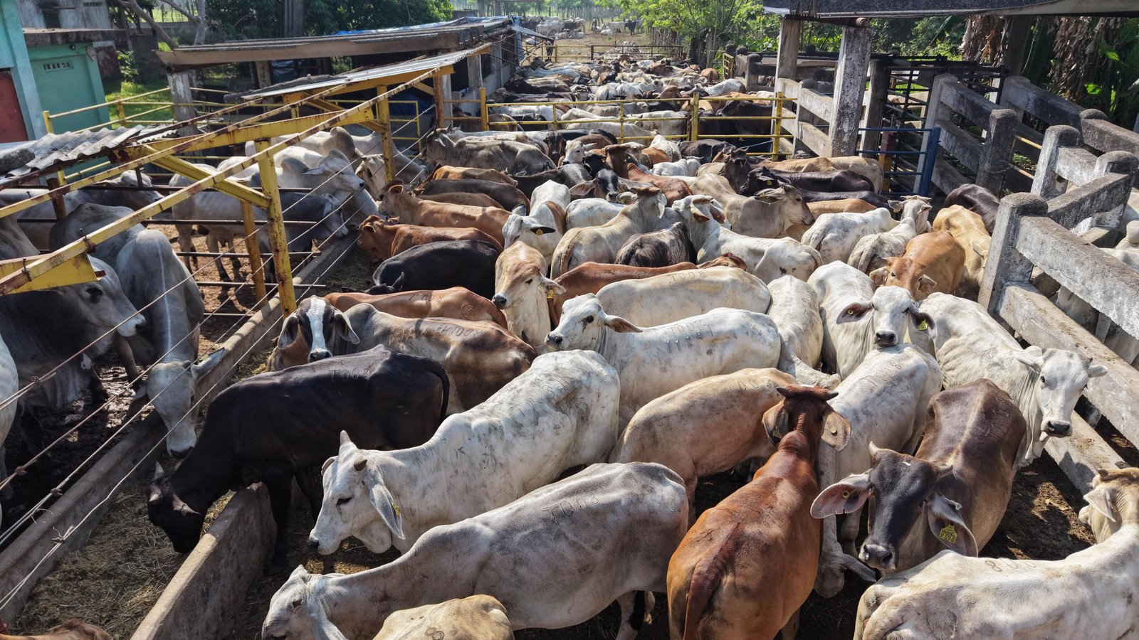 Entregan ganado de calidad a productores de Huimanguillo