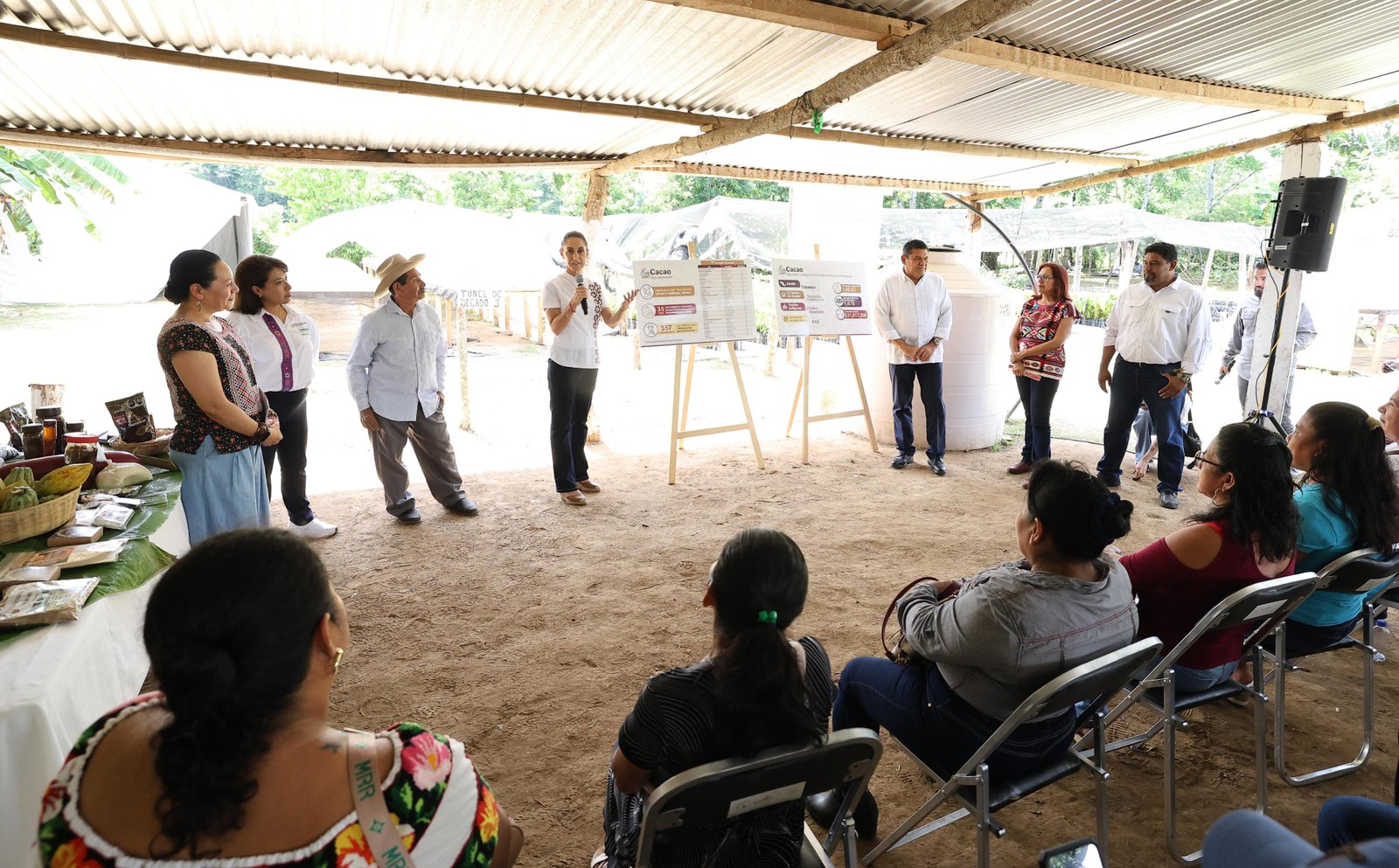 Sembrando Vida y Alimentación para el Bienestar impulsan el cacao y la economía rural en Tabasco