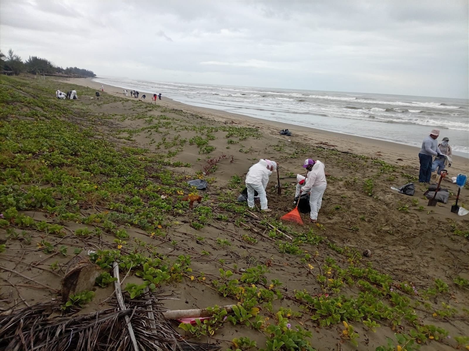 Limpieza por hidrocarburo en playas del Golfo llega a 88%