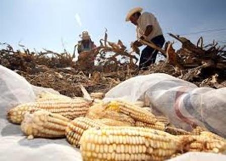 México no tiene seguridad alimentaria; compra 405 mil toneladas de maíz a EU