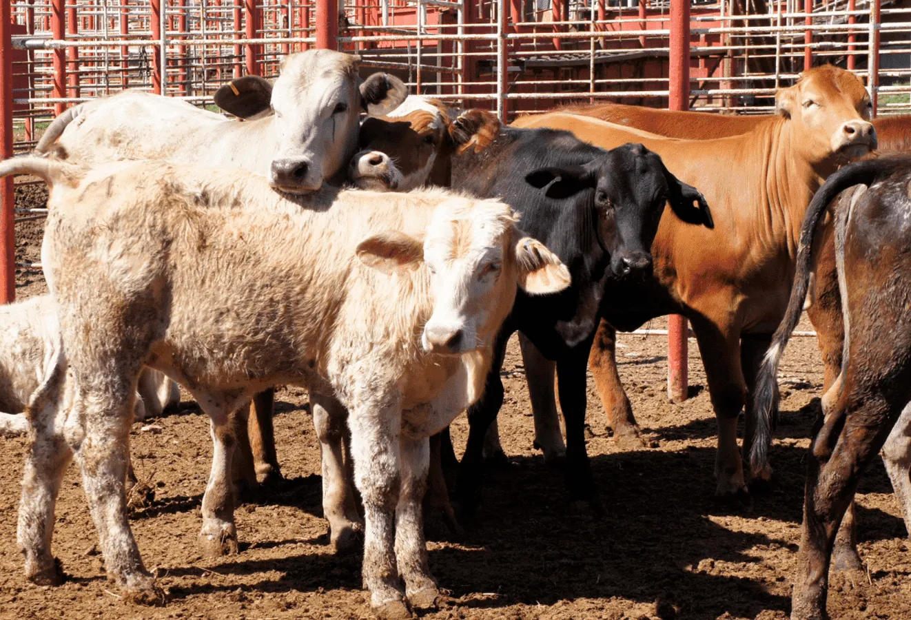 "Duro y preocupante" nuevo cierre fronterizo de EE.UU.