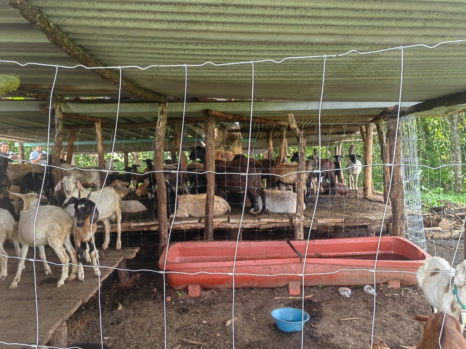 Embarga Gobierno de México 120 animales sin documentación en Oaxaca