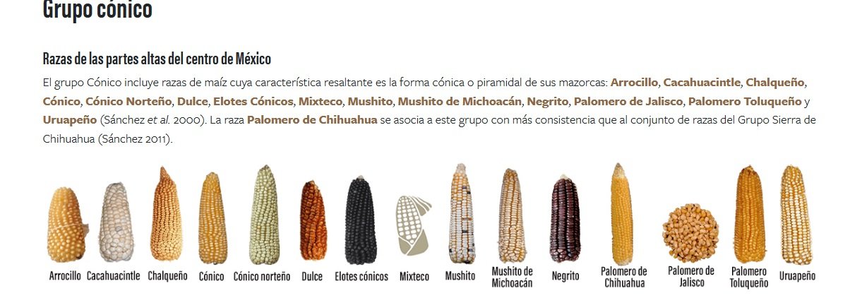 En México está prohibido sembrar maíz transgénico, reitera Sheinbaum